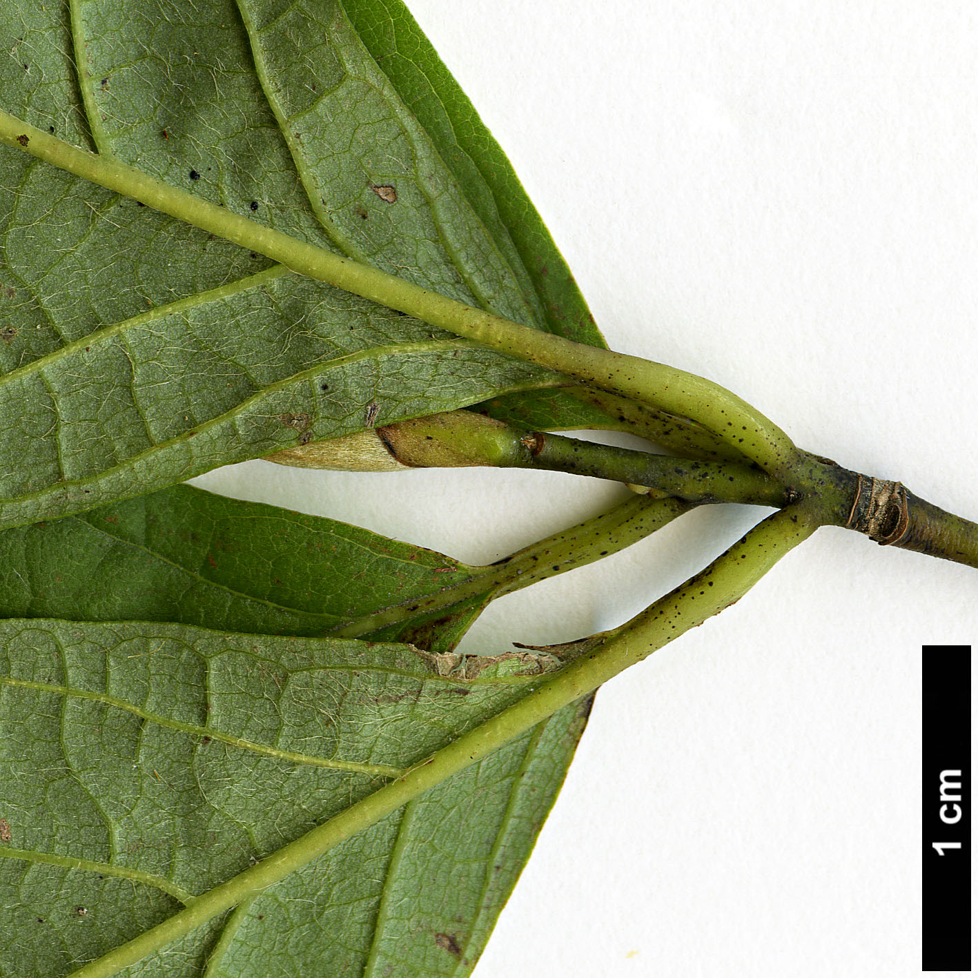 High resolution image: Family: Lauraceae - Genus: Lindera - Taxon: sericea - SpeciesSub: var. glabrata High resolution image: Family: Lauraceae - Genus: Lindera - Taxon: sericea - SpeciesSub: var. glabrata